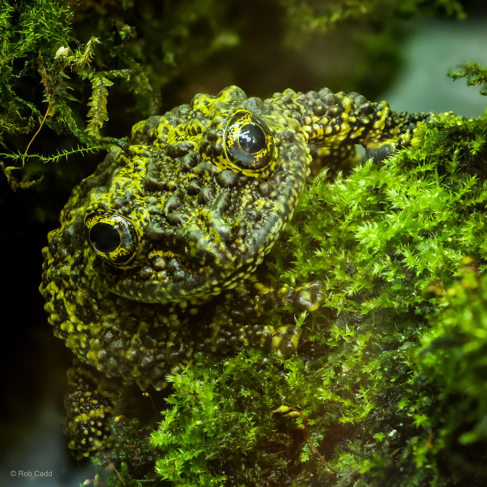 Mossy frog : Cotswold WP : 01 Jun 2024