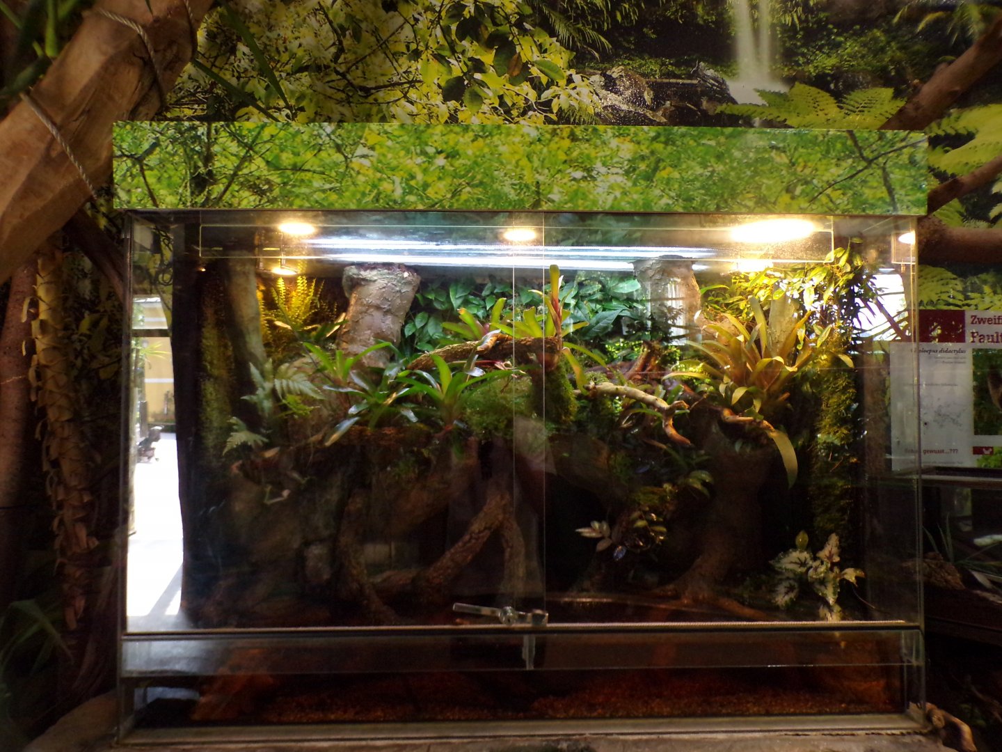 Mossy Frog (?) exhibit 13.7.25