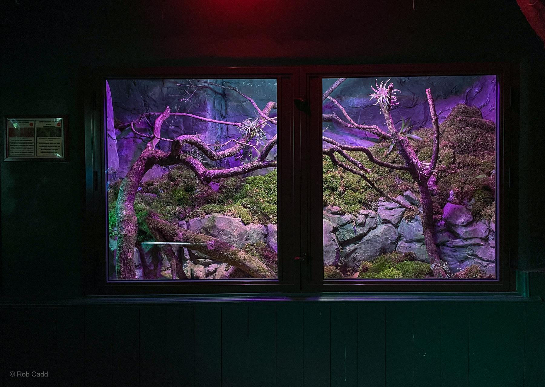 Mossy frog (exhibit) : Cotswold WP : 28 Mar 2025