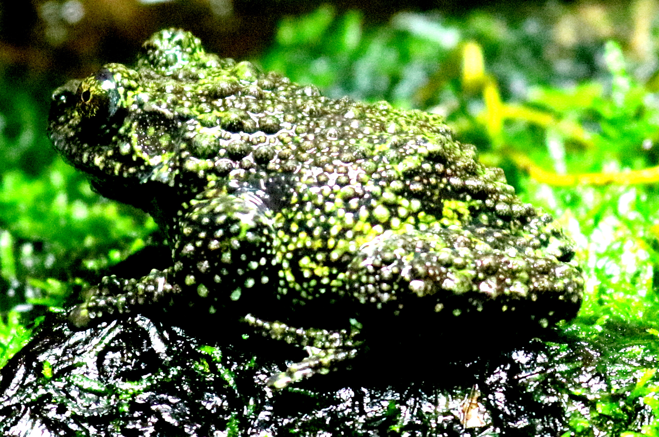 Mossy frog; London Zoo; 27th August 2018