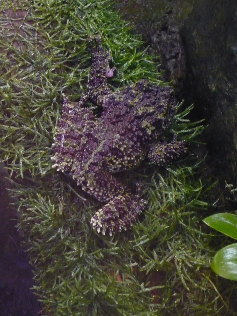 Mossy frog (Theloderma corticale)