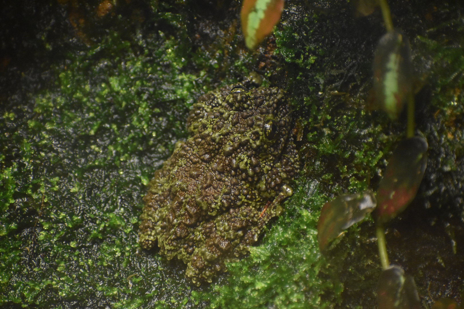 Mossy Frog - Theloderma corticale