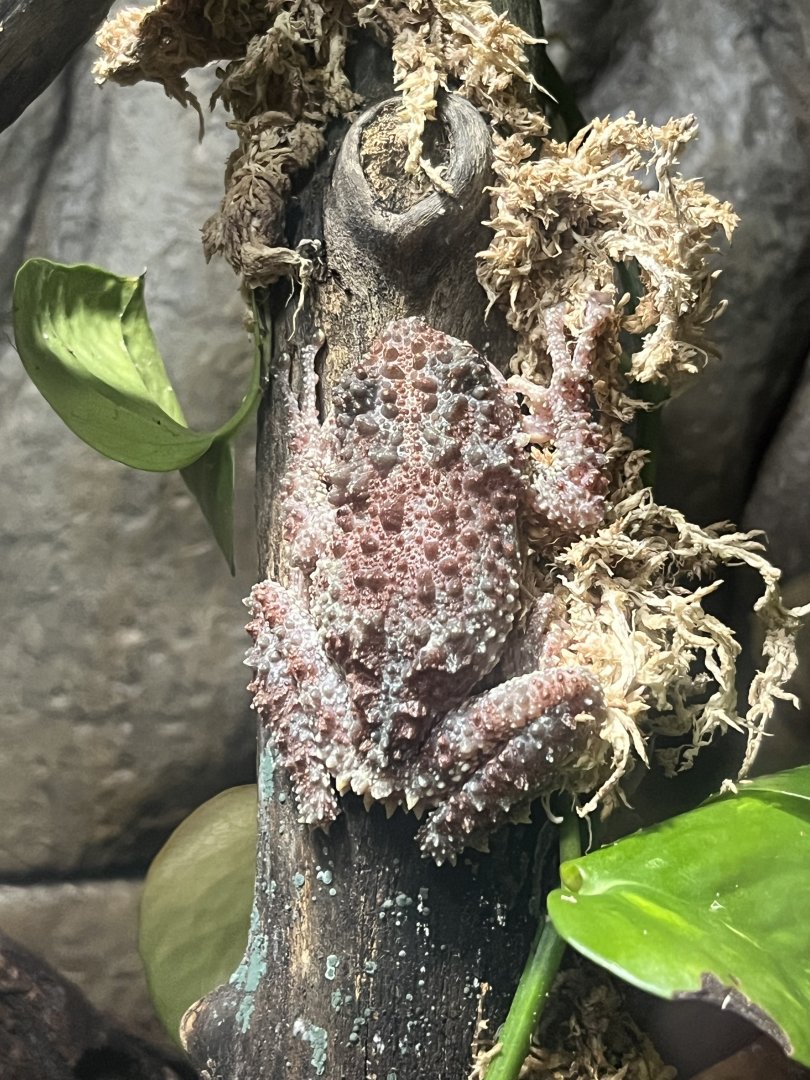 Mossy Frog (Theloderma corticale)