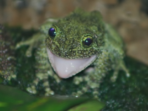 Mossy Frog