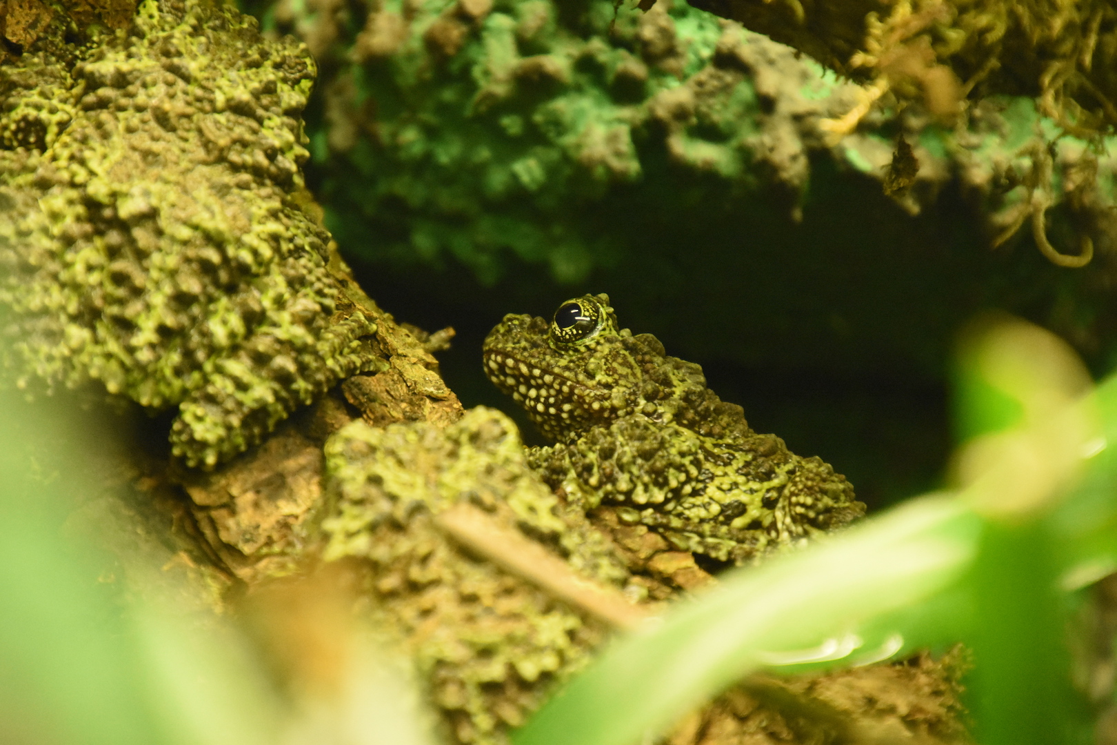 Mossy frog