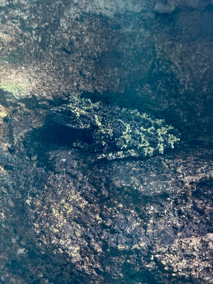 Mossy Frog
