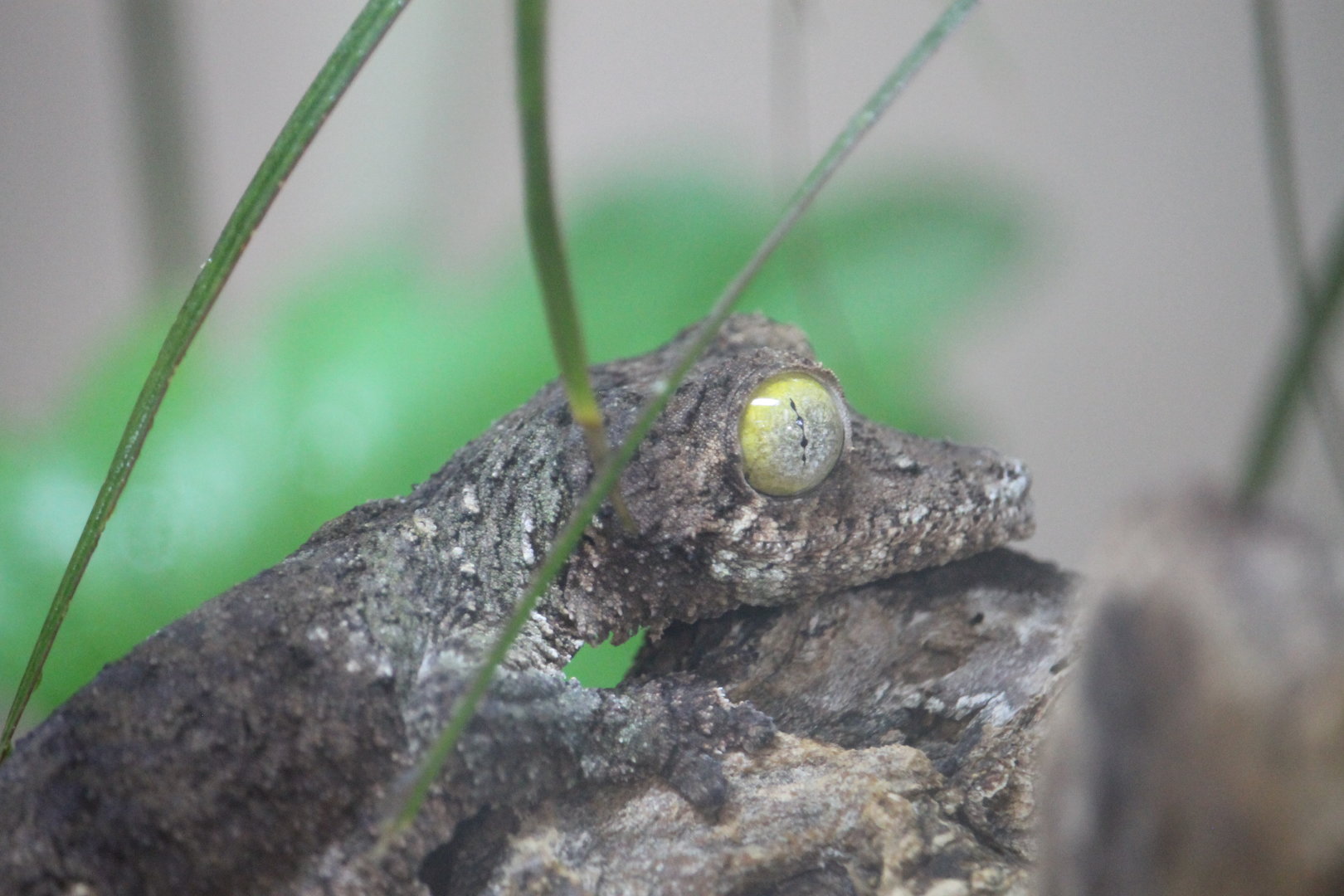 Mossy Leaf-tailed Gecko (Uroplatus sikorae)