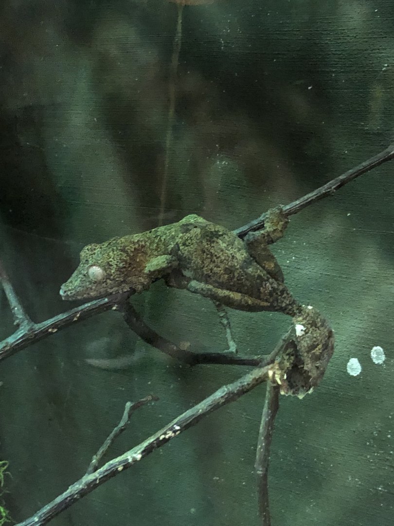Mossy Leaf-Tailed Gecko