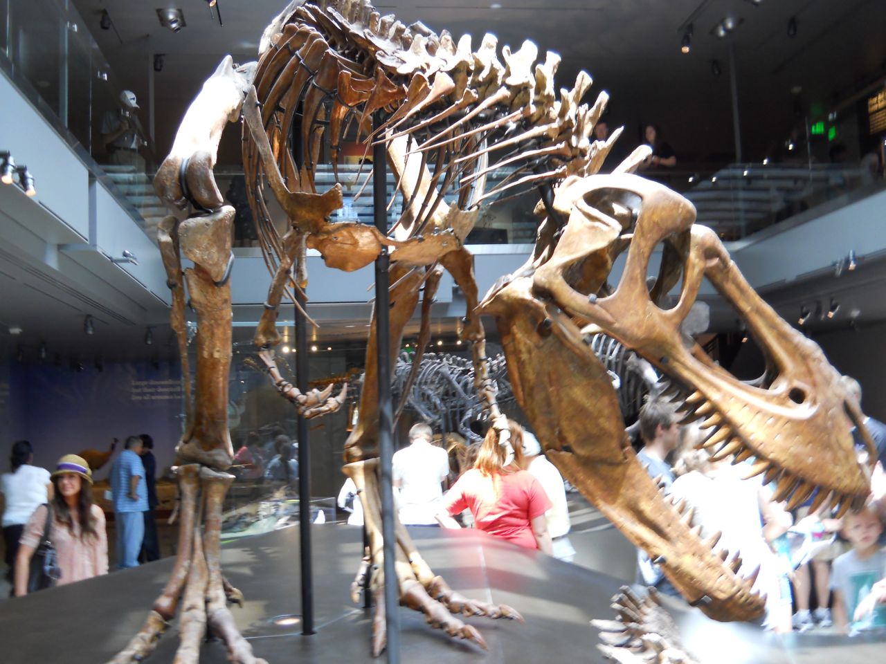 Most complete T. rex found as of 2011