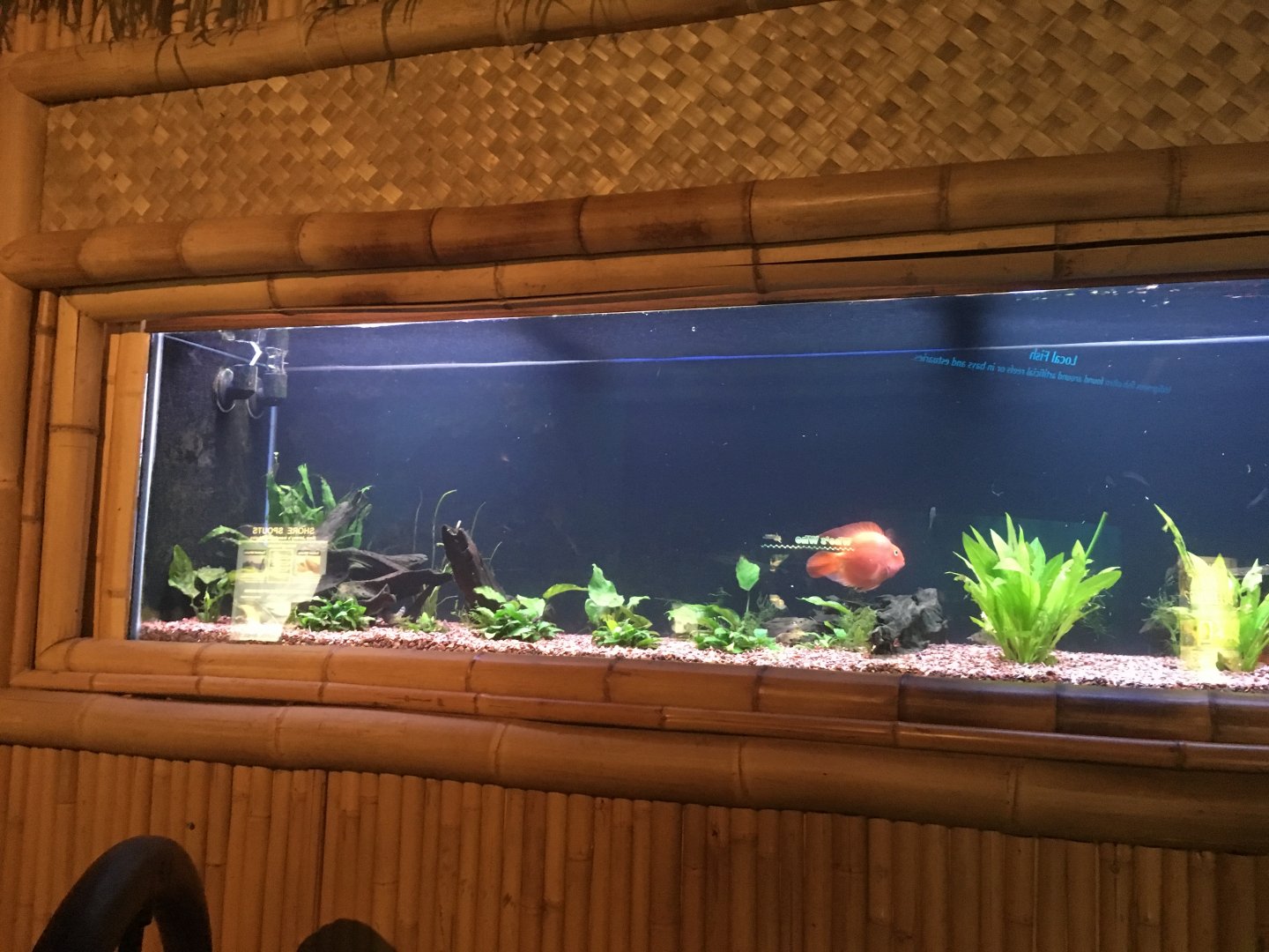 Most of the Asian tank