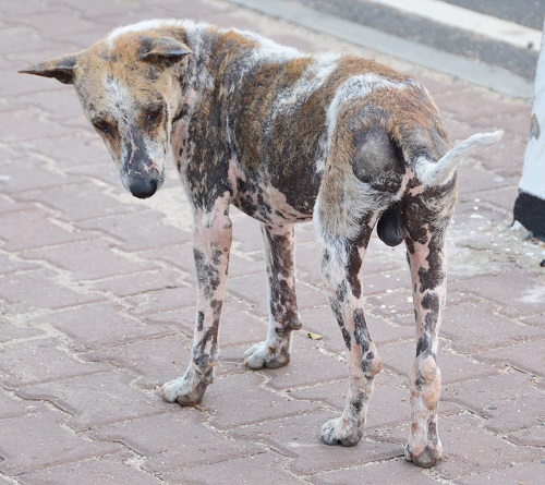 Most of the dogs had mange....