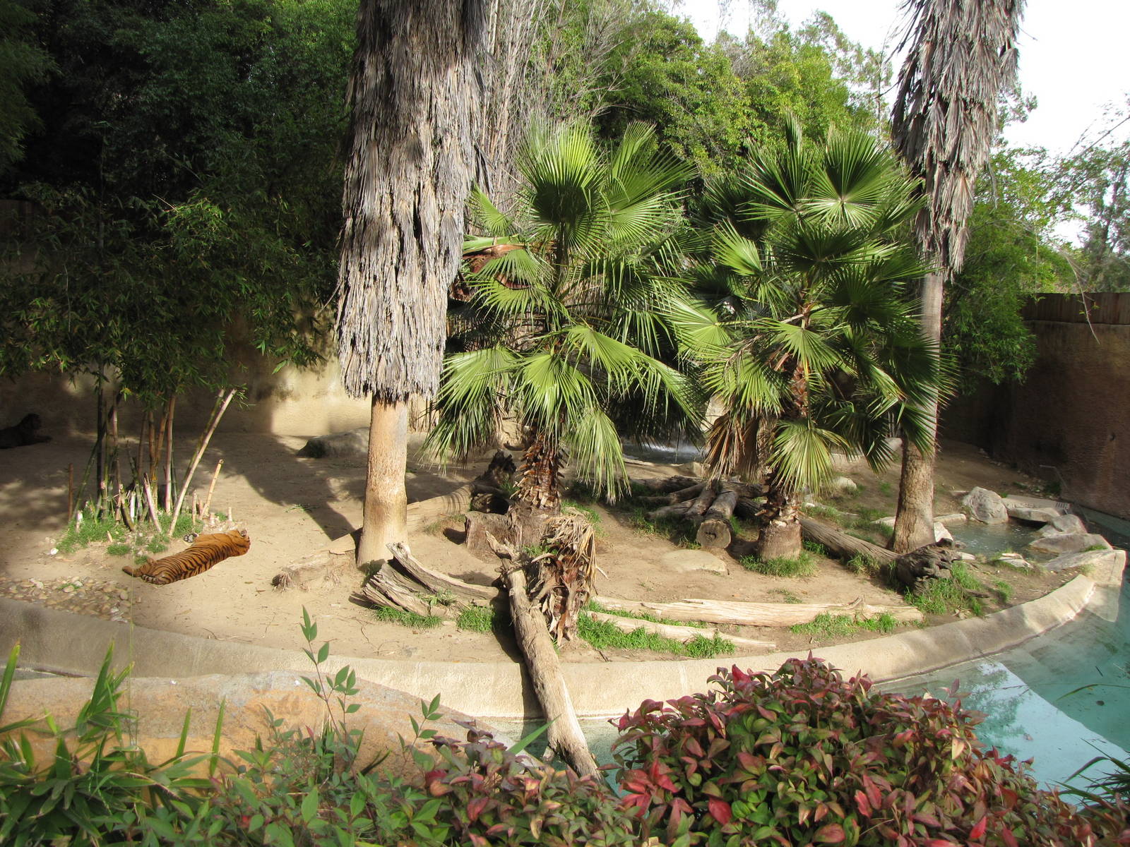 Most Of The Sumatran Tiger Habitat