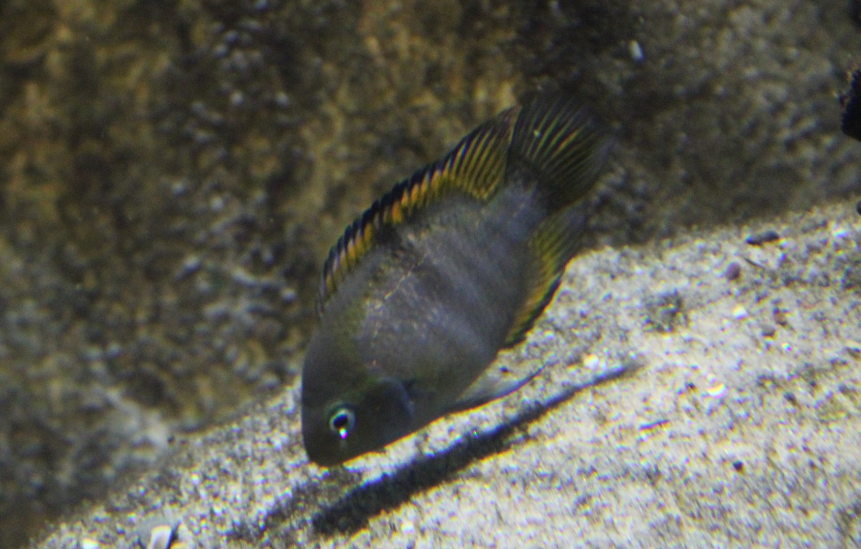 Most prob. Amatitlania sajica