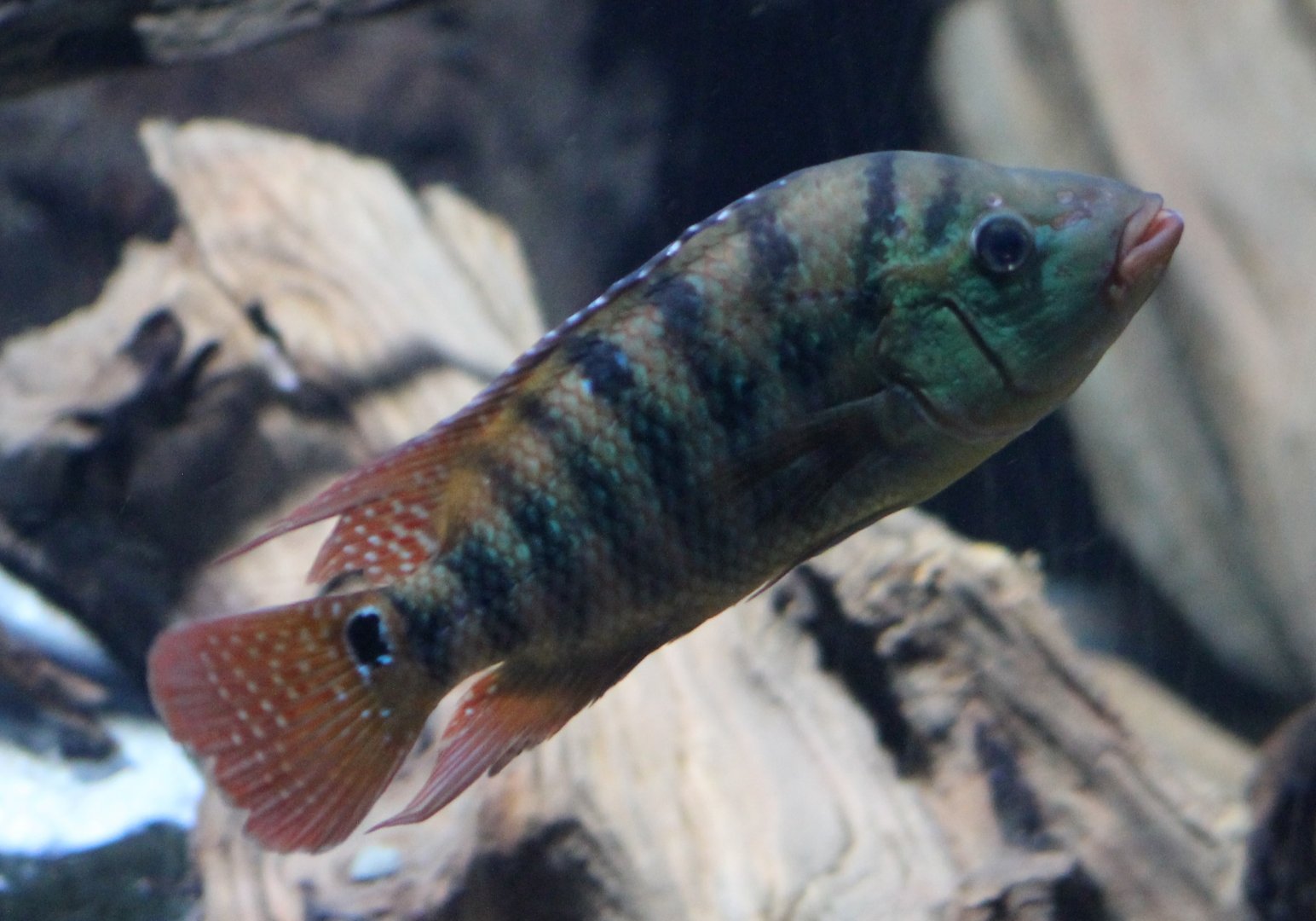 Most prop. Mesoheros festae