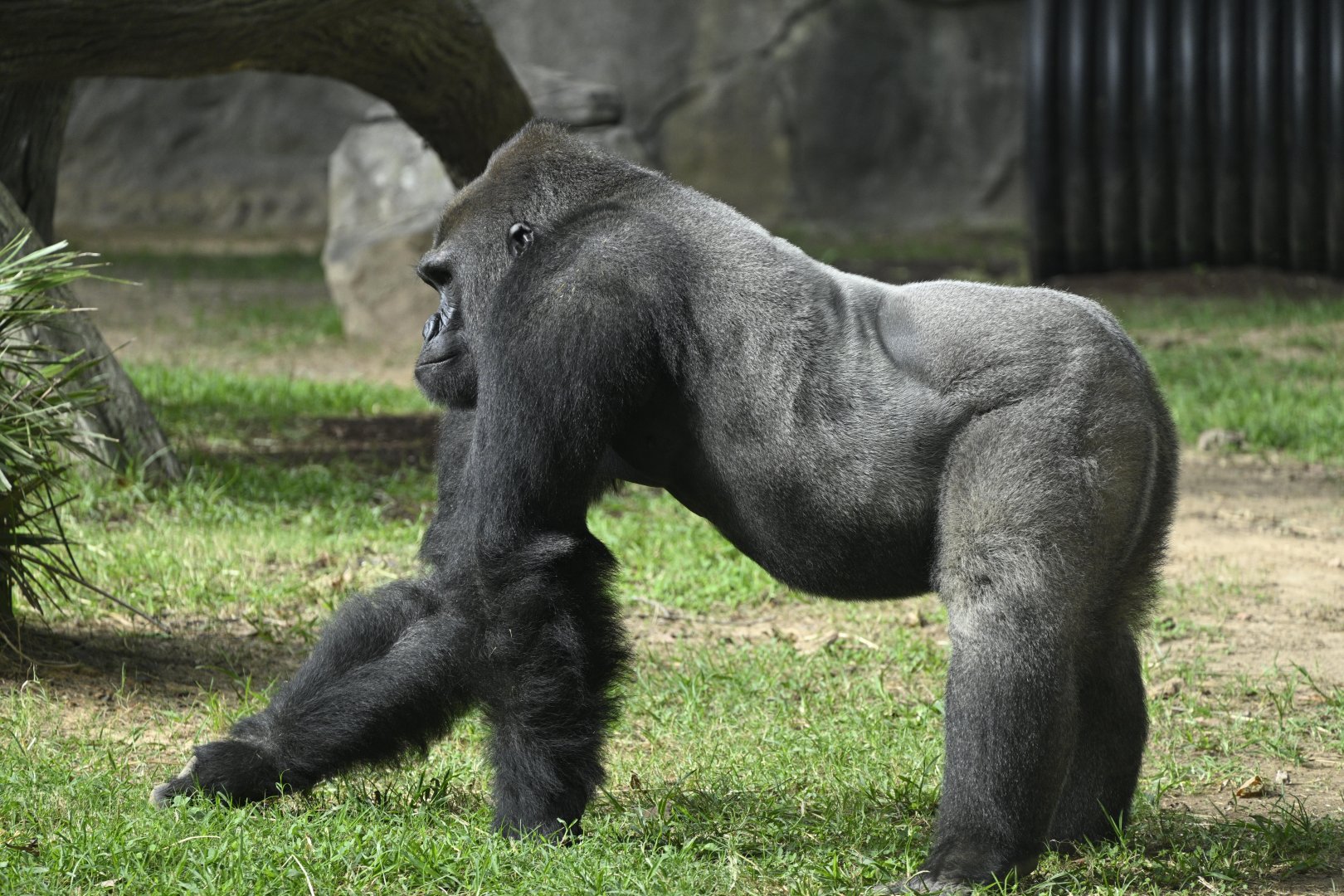 Mosuba the Silverback Western Lowland Gorilla (Gorilla gorilla gorilla)