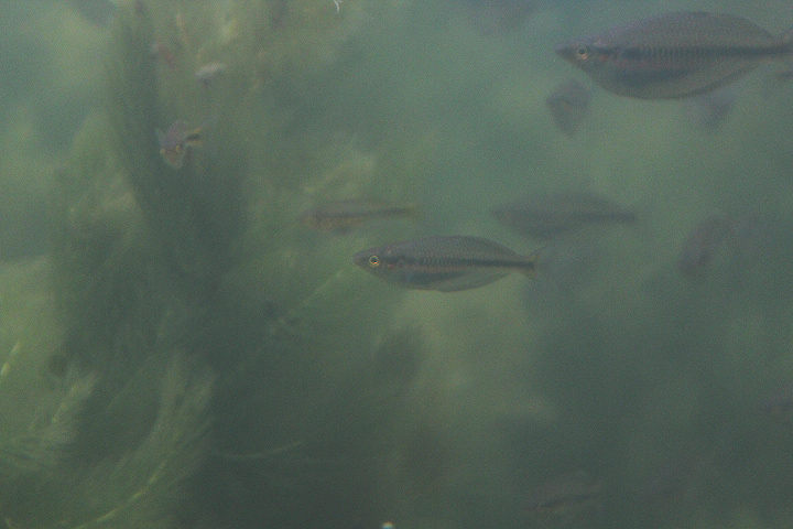 Moswaren rainbowfish (Melanotaenia multiradiata) - PCBA