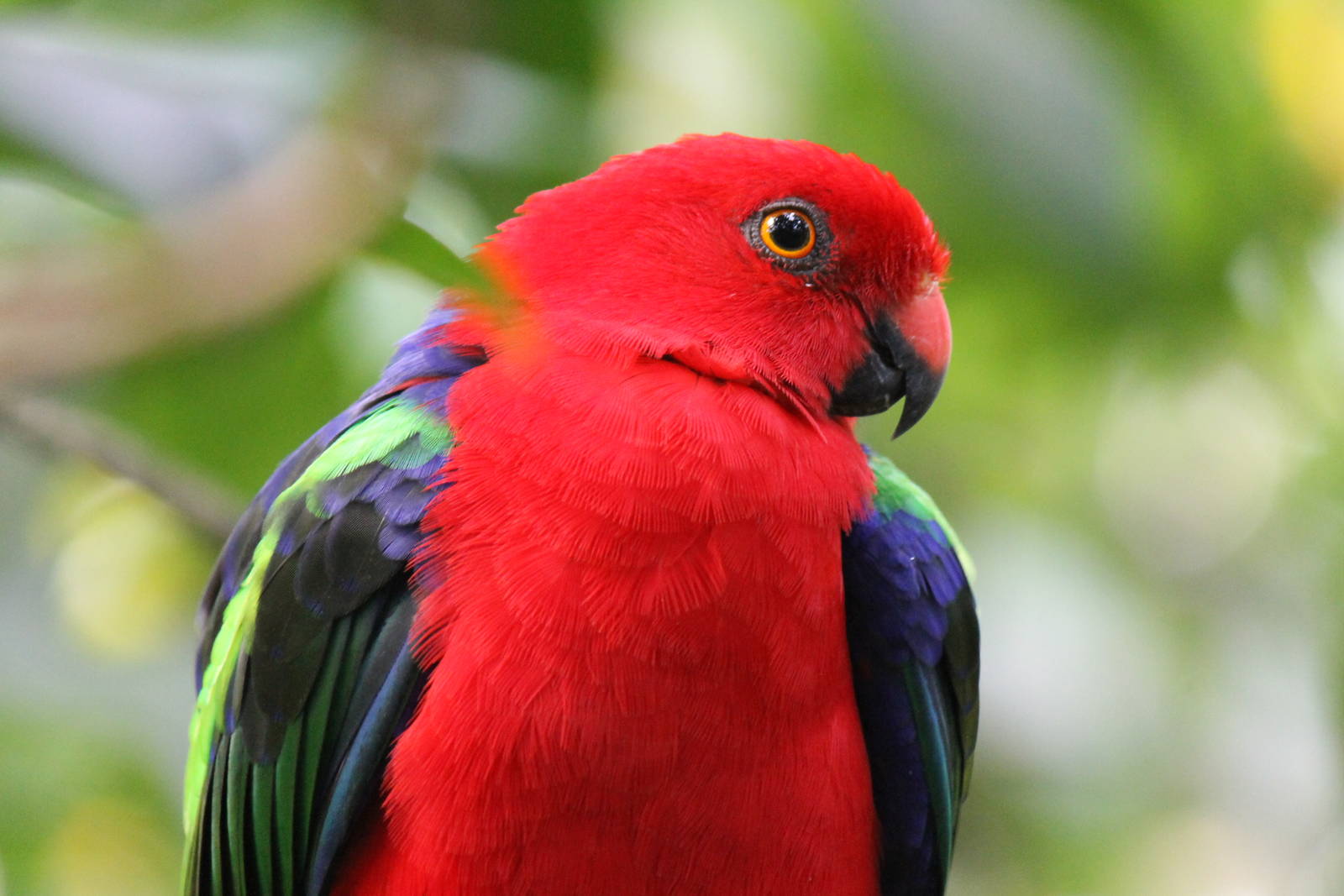 Moszkowski's green-winged king parrot, Burgers' Mangrove