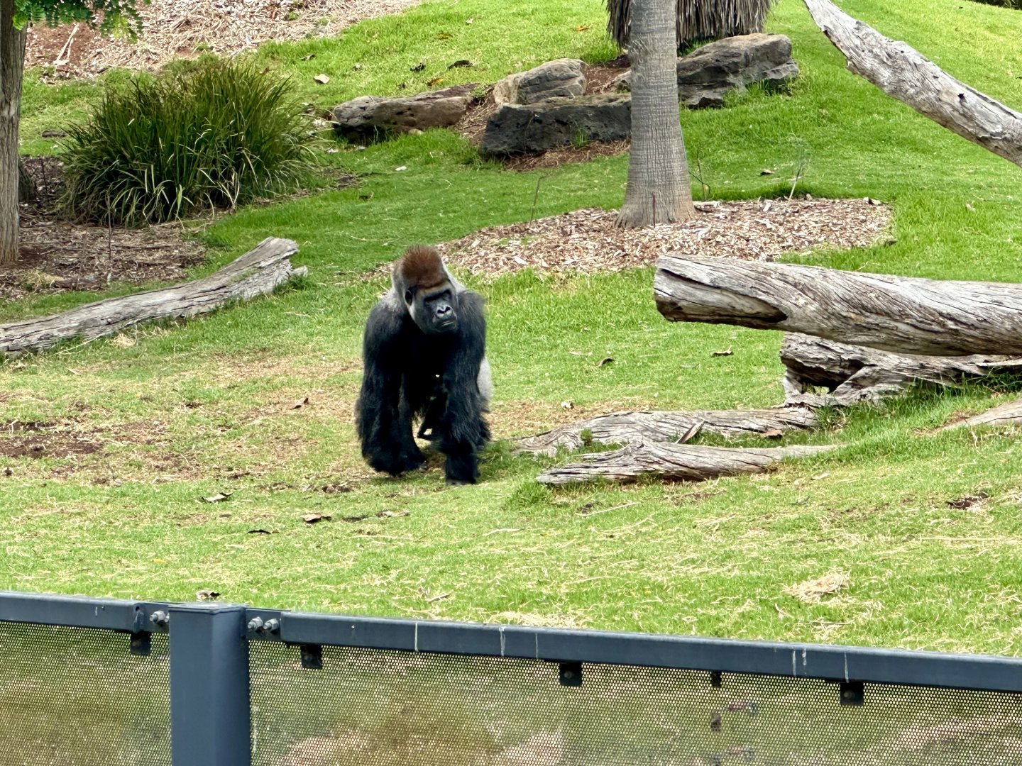 Motaba (Western lowland gorilla)
