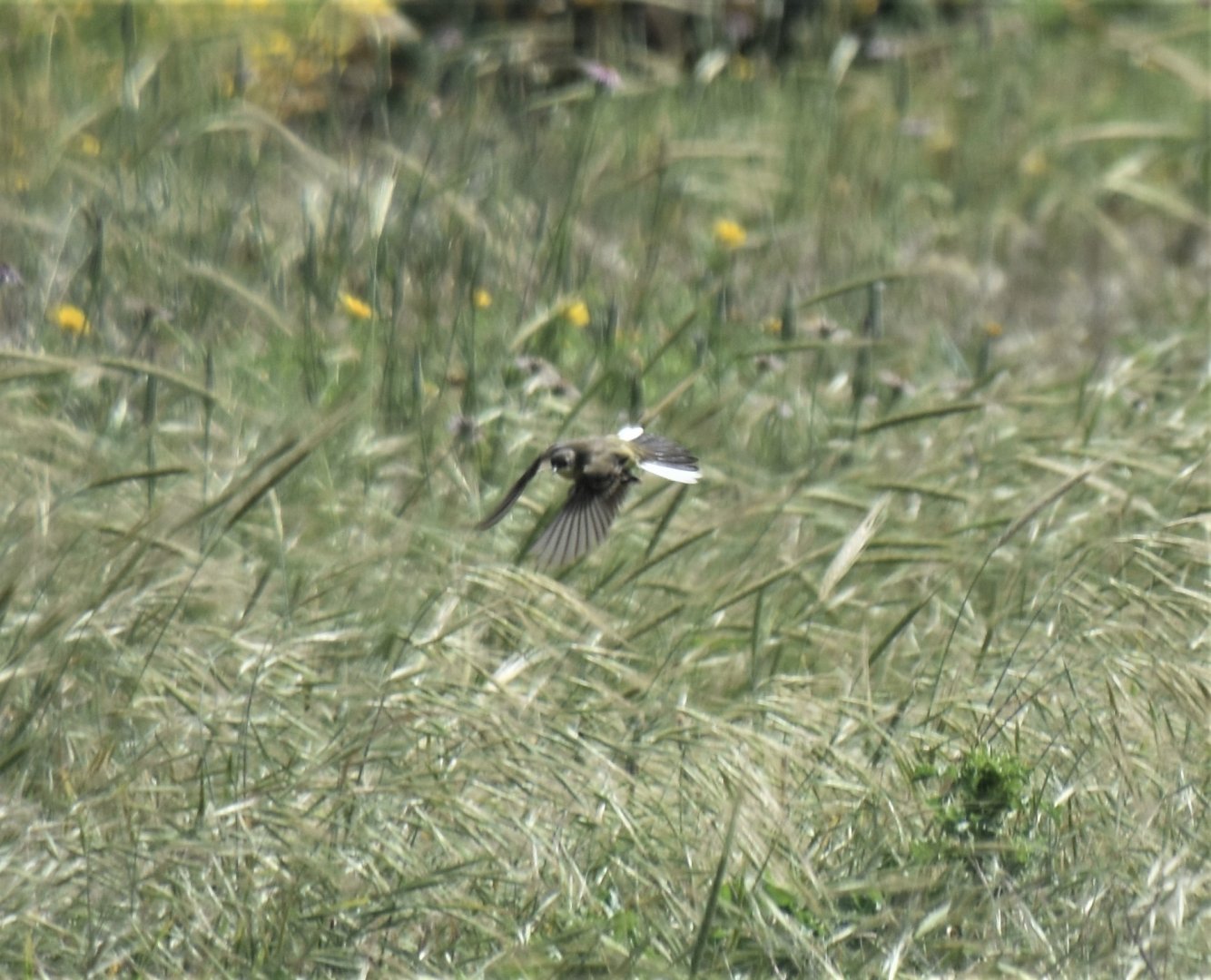 Motacilla flava feldegg in flight