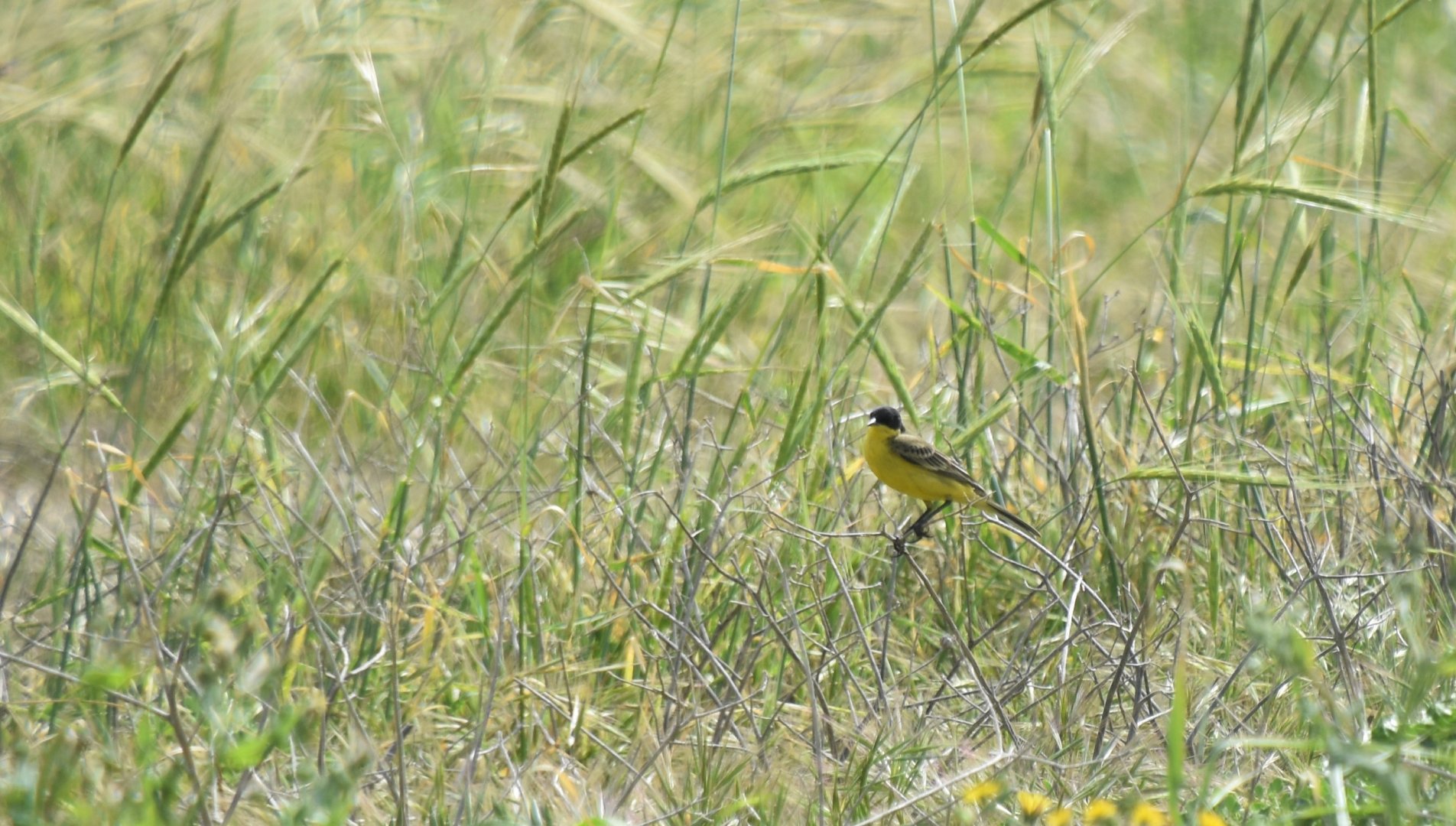 Motacilla flava feldegg