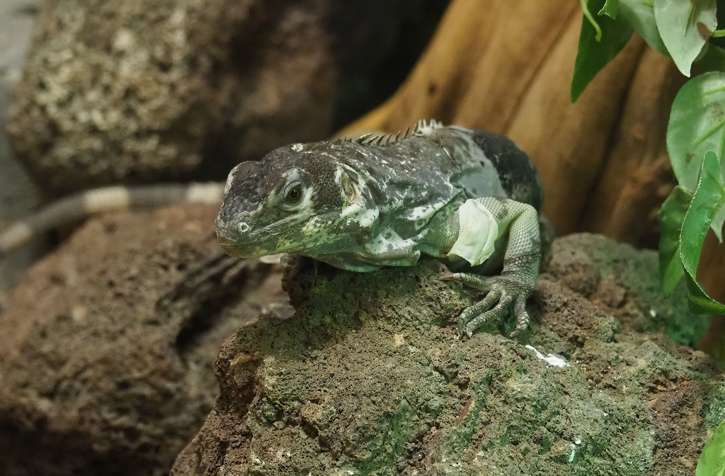 Motagua spiny-tailed iguana (Ctenosaura palearis), 2022-08-16