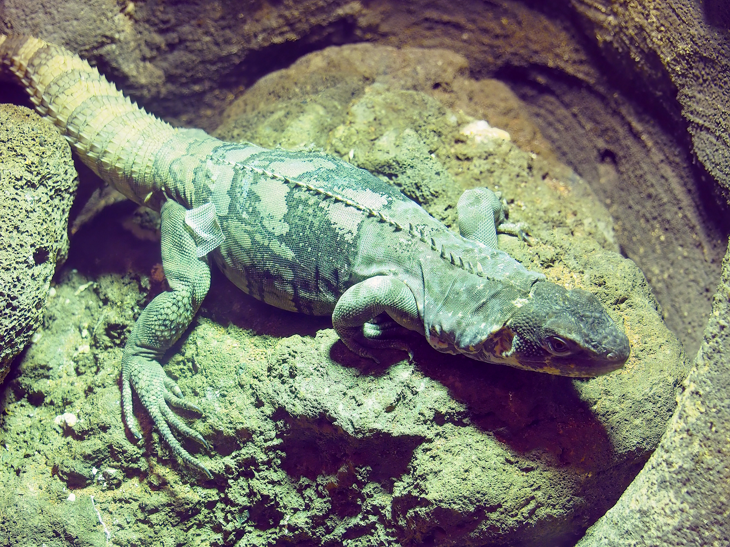 Motagua spiny-tailed iguana (Ctenosaura palearis), 2022-09-04