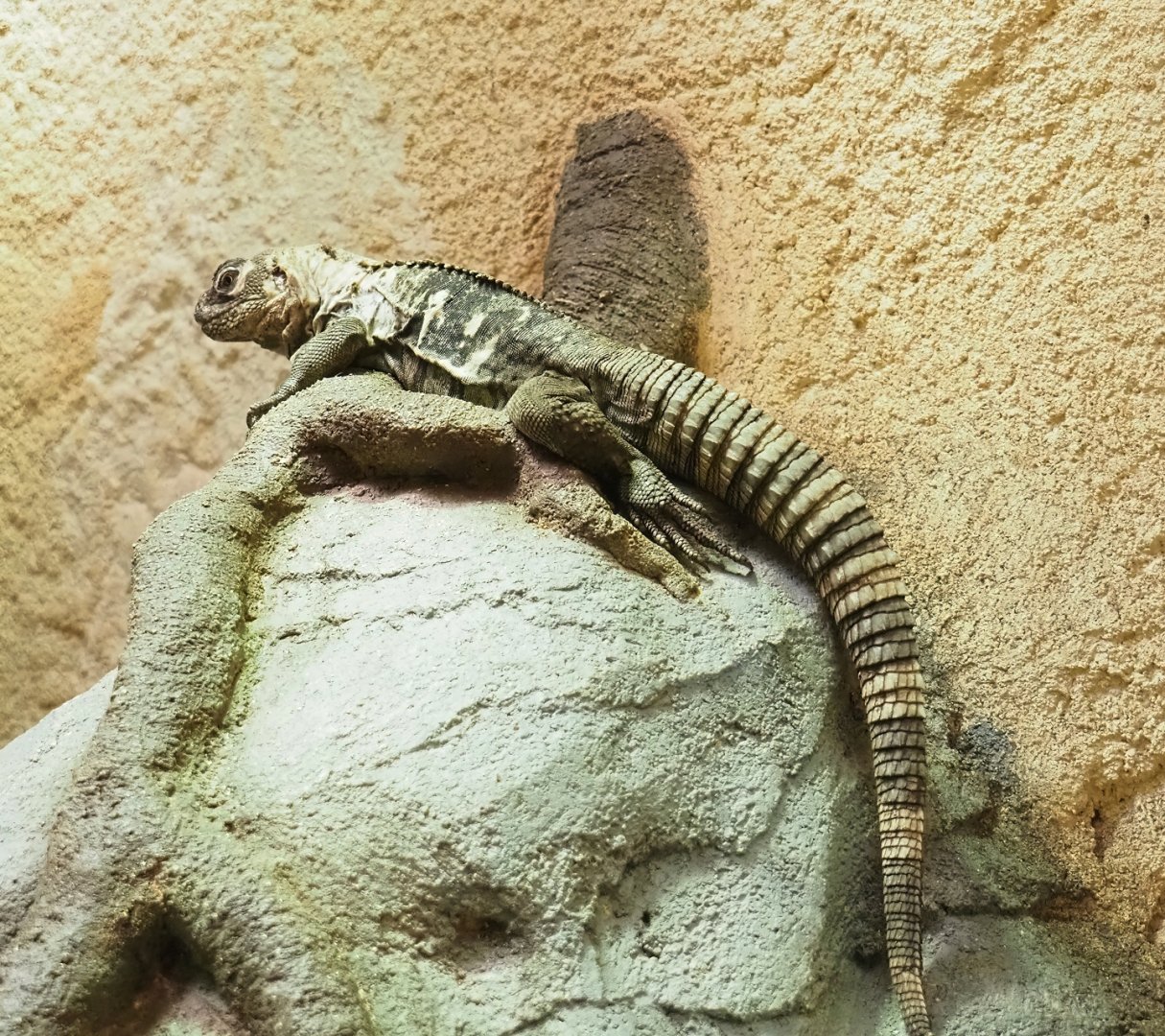 Motagua spiny-tailed iguana (Ctenosaura palearis), 2023-04-08