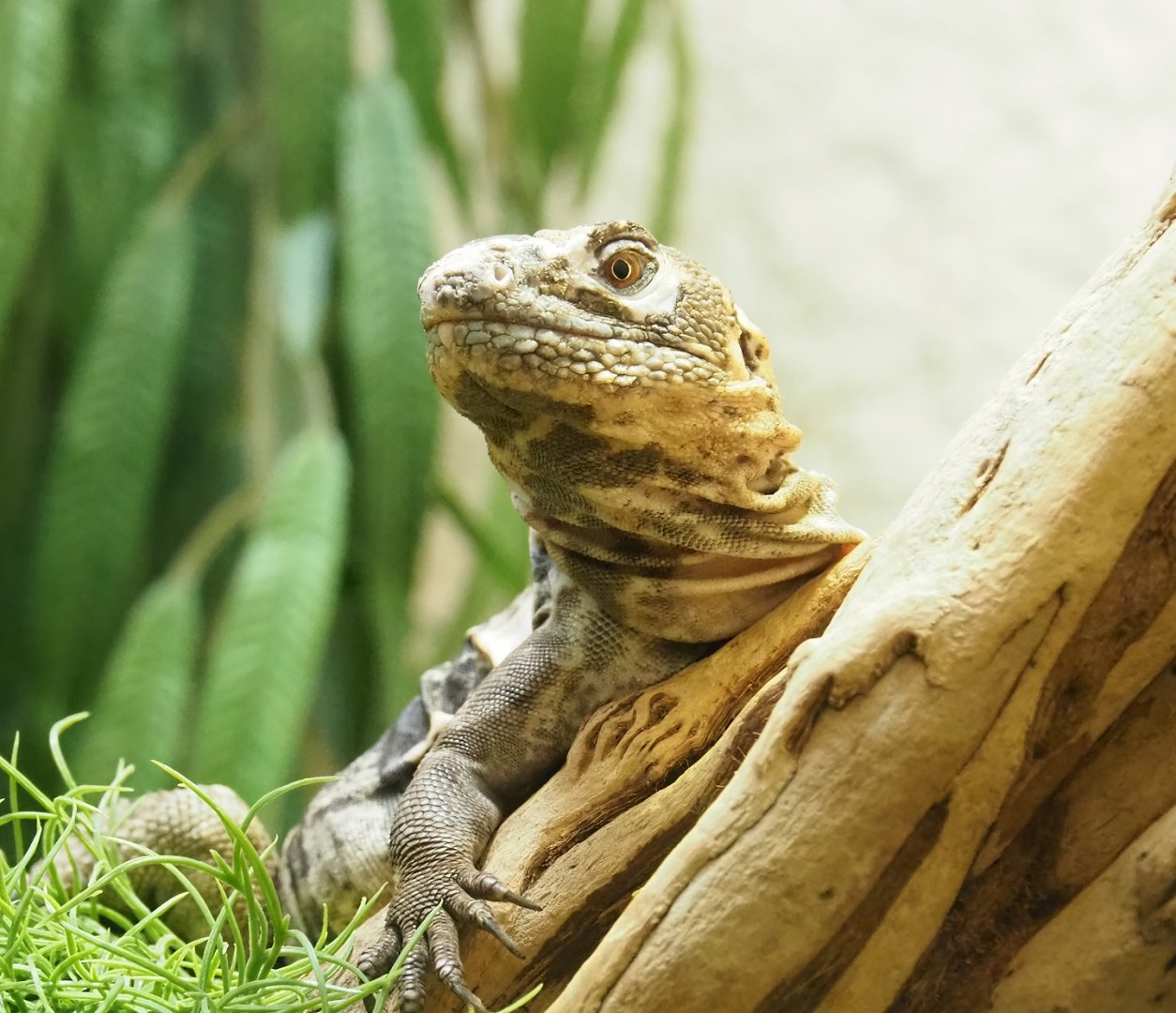 Motagua spiny-tailed iguana (Ctenosaura palearis), 2023-07-02