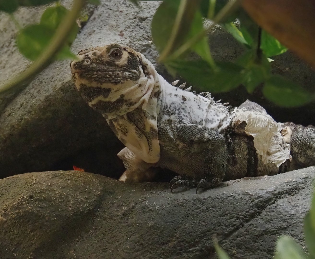 Motagua spiny-tailed iguana (Ctenosaura palearis), 2023-07-22