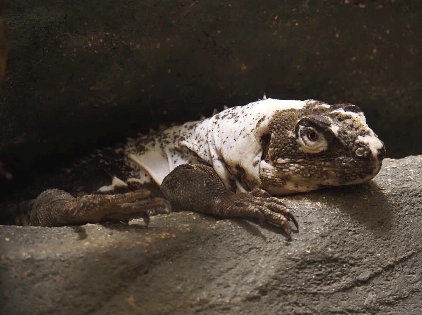 Motagua spiny-tailed iguana (Ctenosaura palearis), 2024-03-09