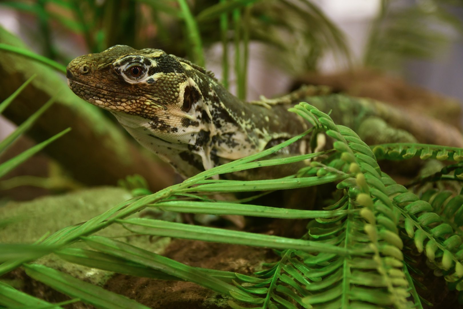 Motagua spiny-tailed iguana (Ctenosaura palearis)