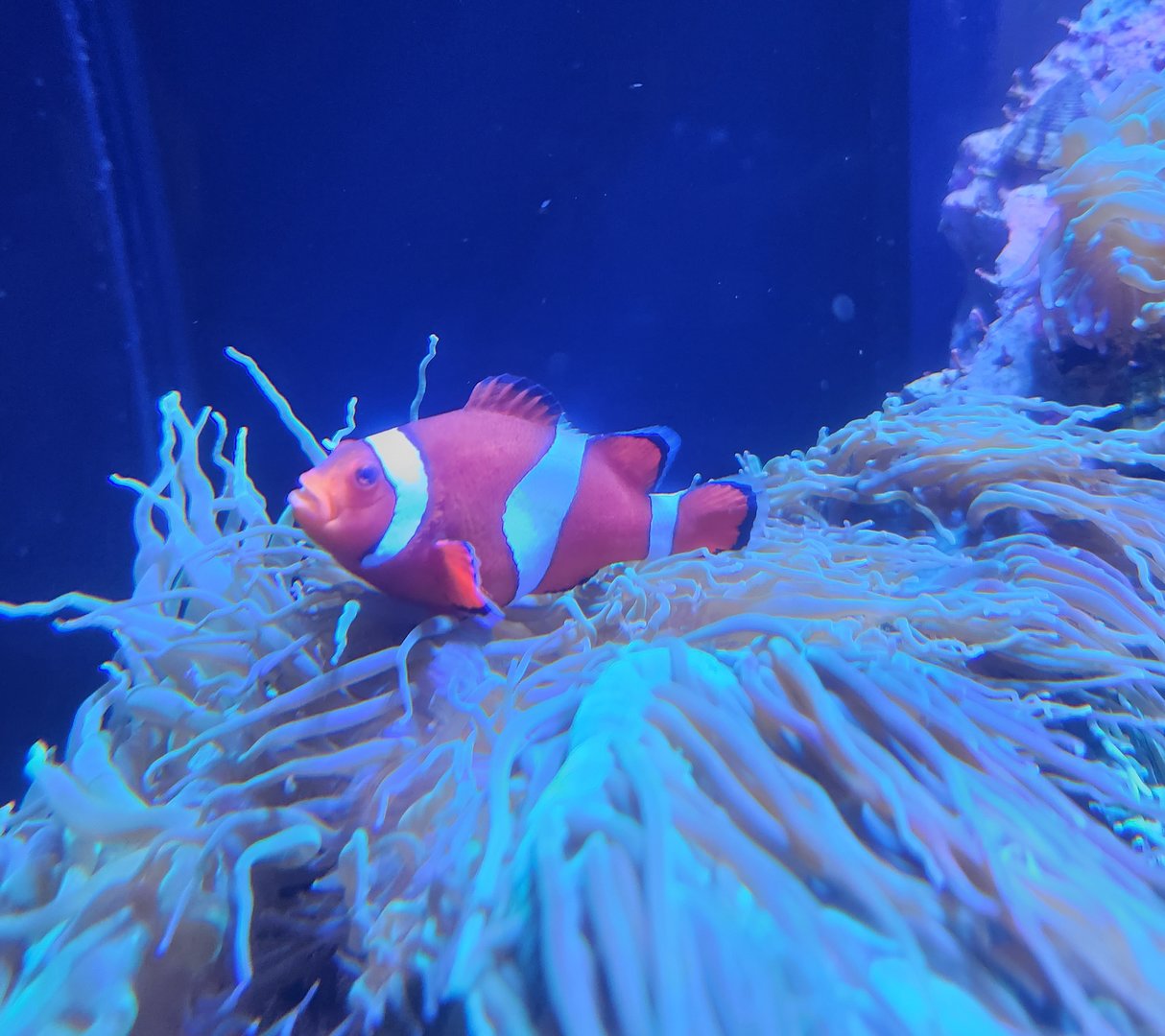 Mote Aquarium - Clownfish