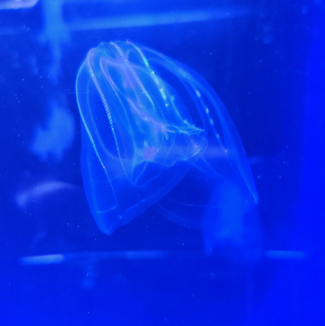 Mote Aquarium - Comb Jelly
