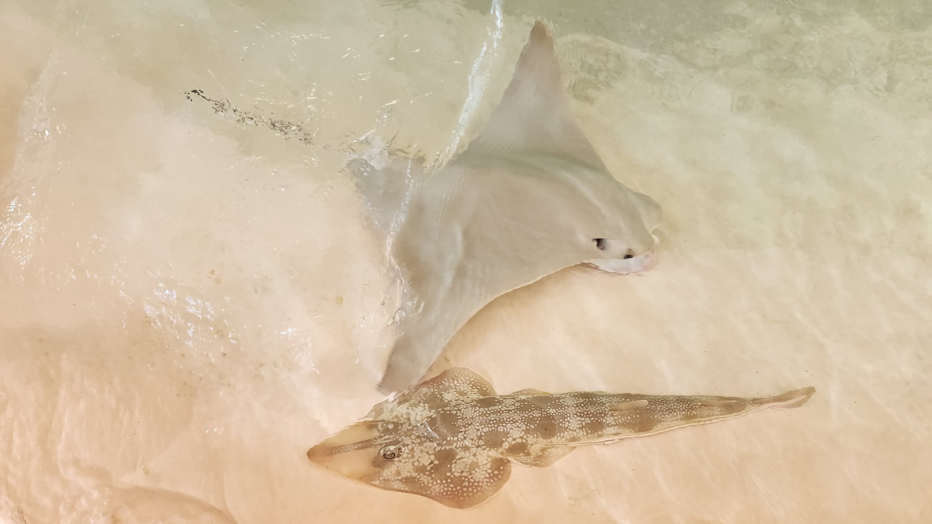 Mote Aquarium - Cownose Ray & Atlantic Guitarfish
