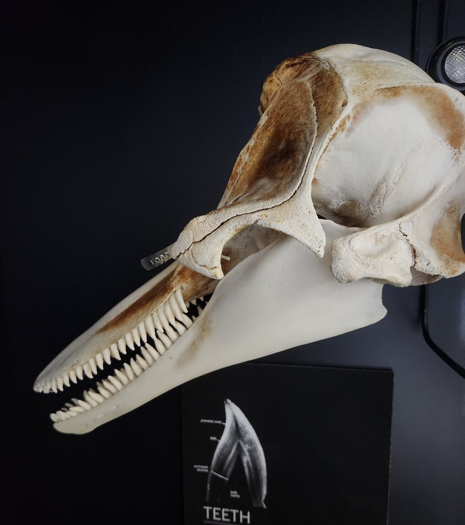 Mote Aquarium - Dolphin skull