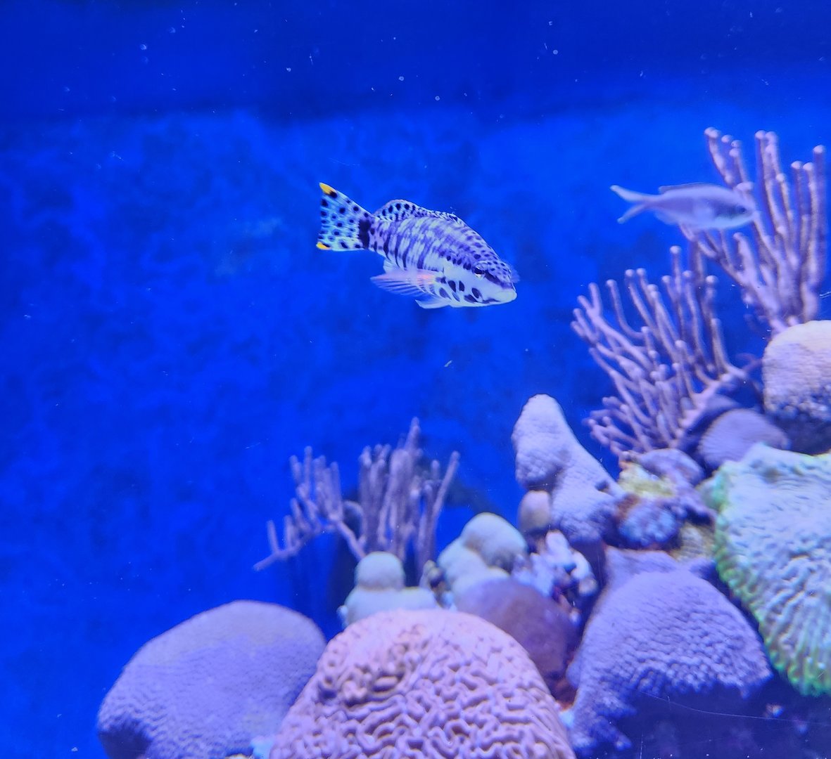 Mote Aquarium - Fish