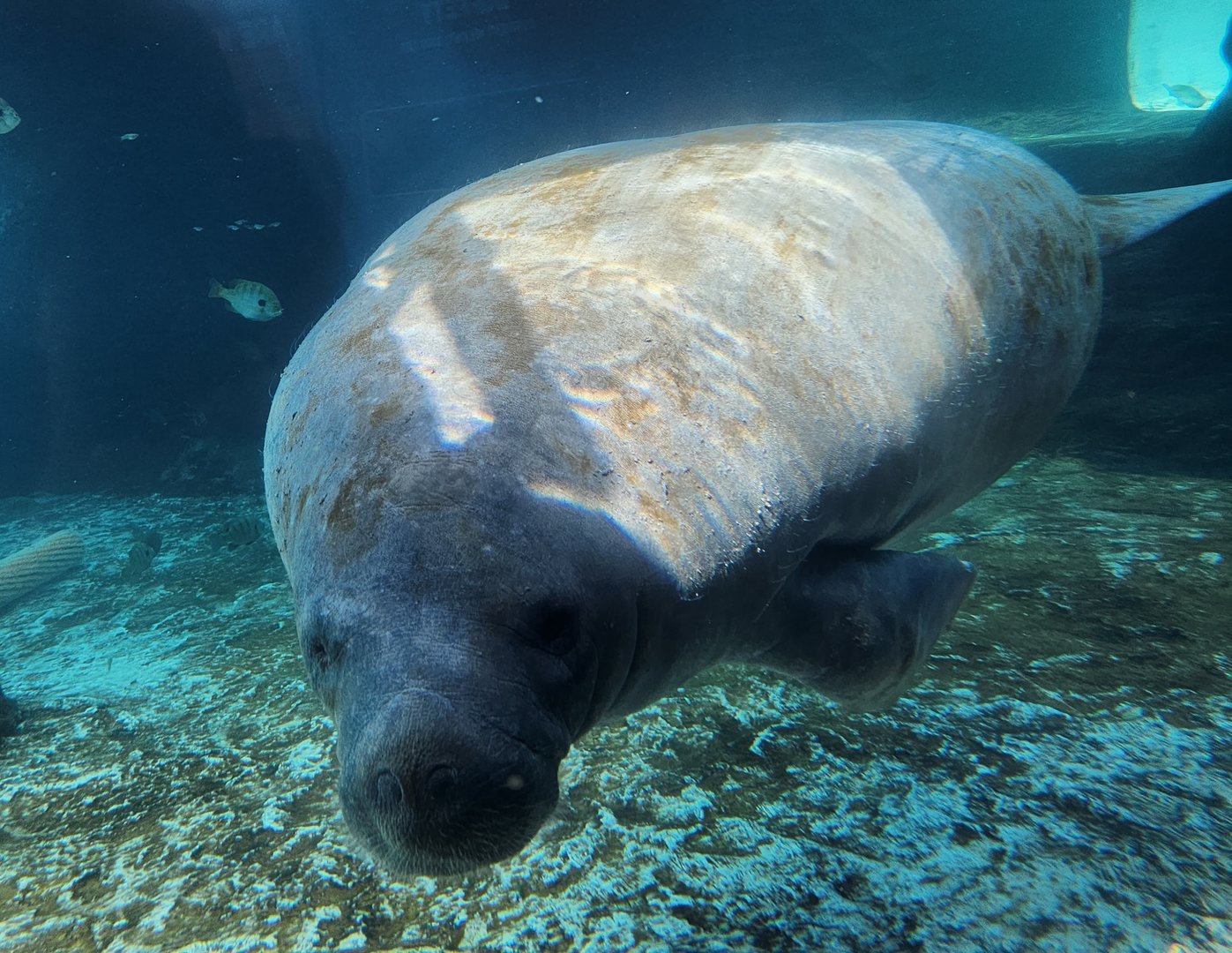 Mote Aquarium - Florida Manatee
