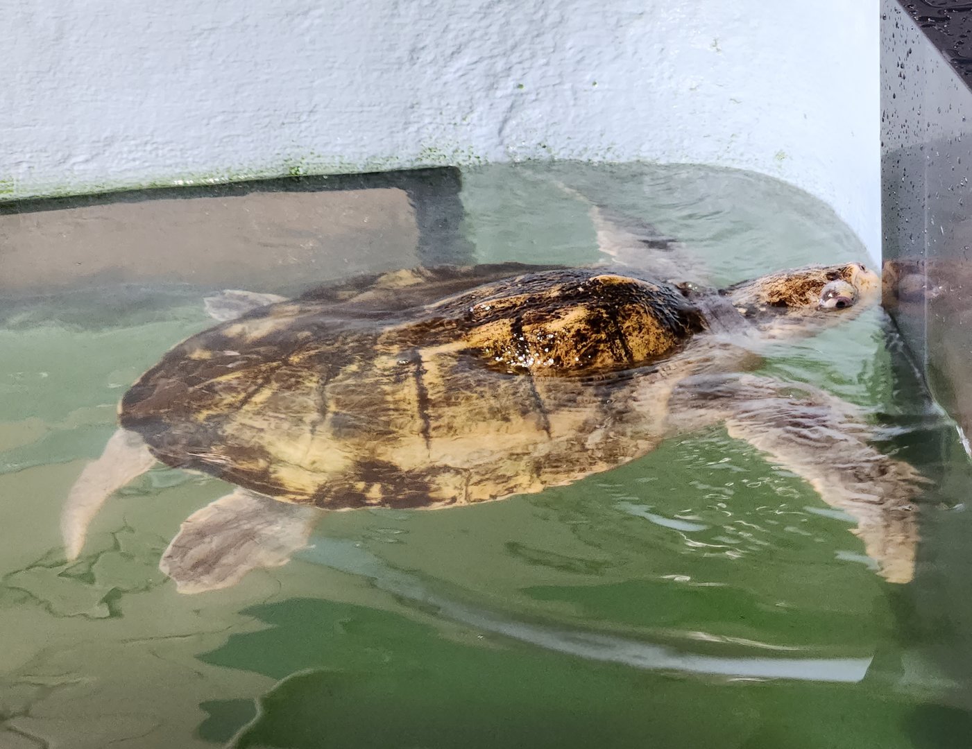 Mote Aquarium - Kemp's Ridley