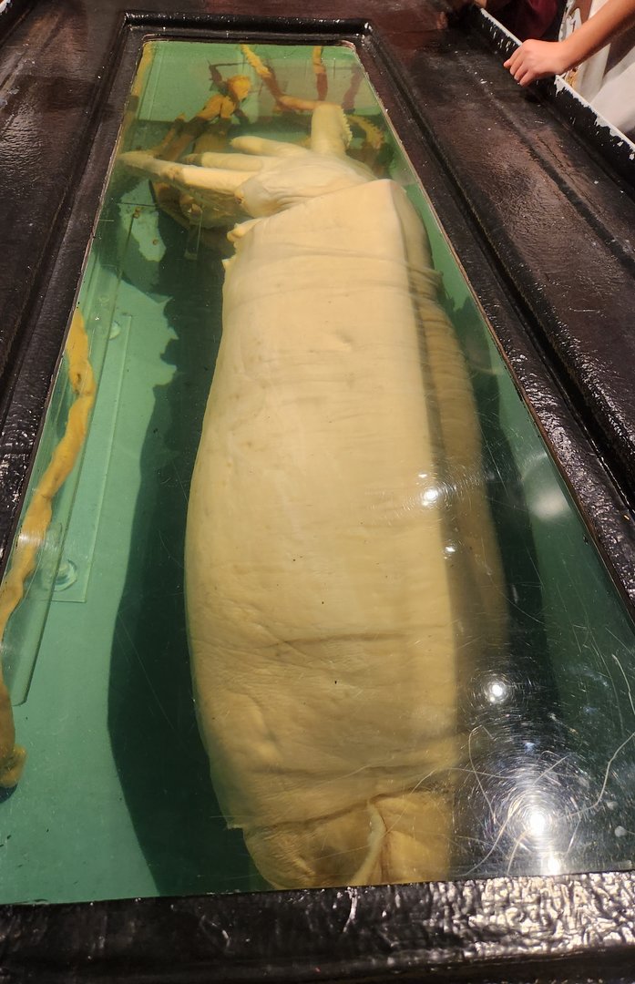 Mote Aquarium - Preserved Giant Squid