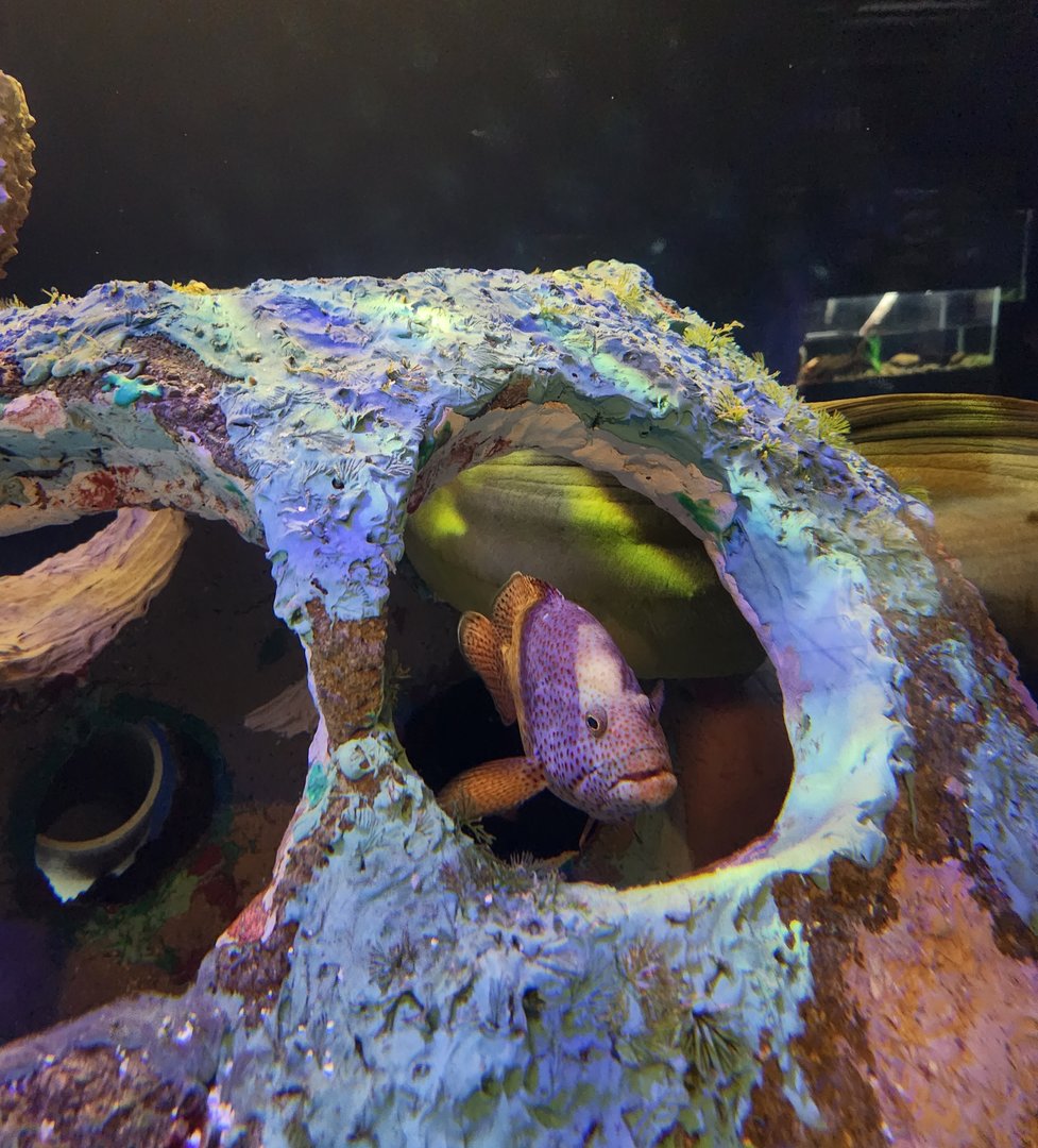 Mote Aquarium - Red Hind Grouper