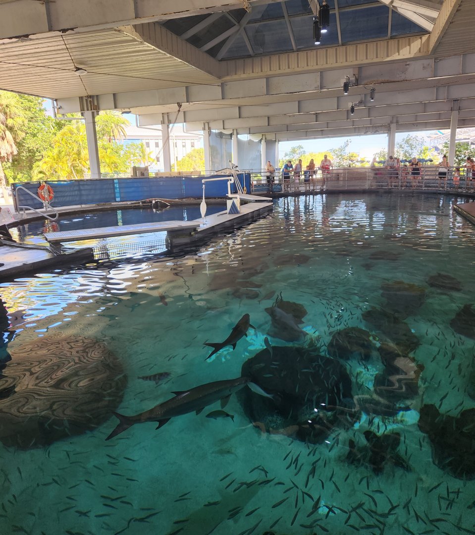 Mote Aquarium - Shark tank top view