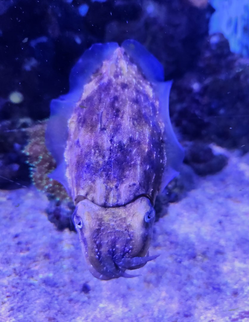 Mote Aquarium - Stumpy-spined Cuttlefish