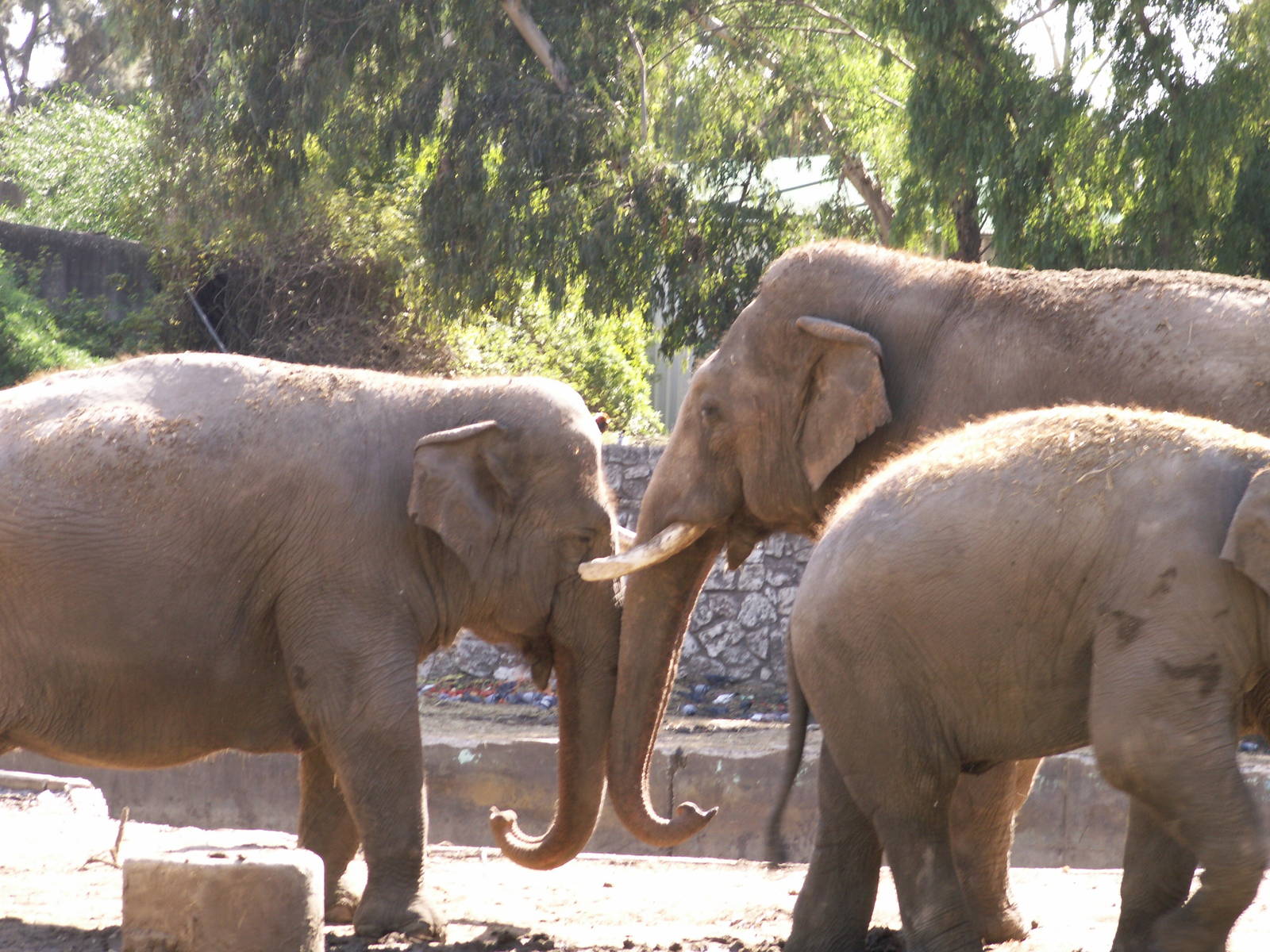 Motek the male elephant with his cows
