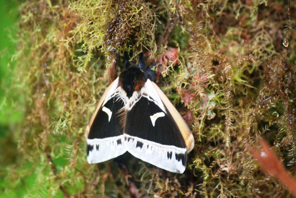 Moth at Monteverde Reserve, 20/04/14