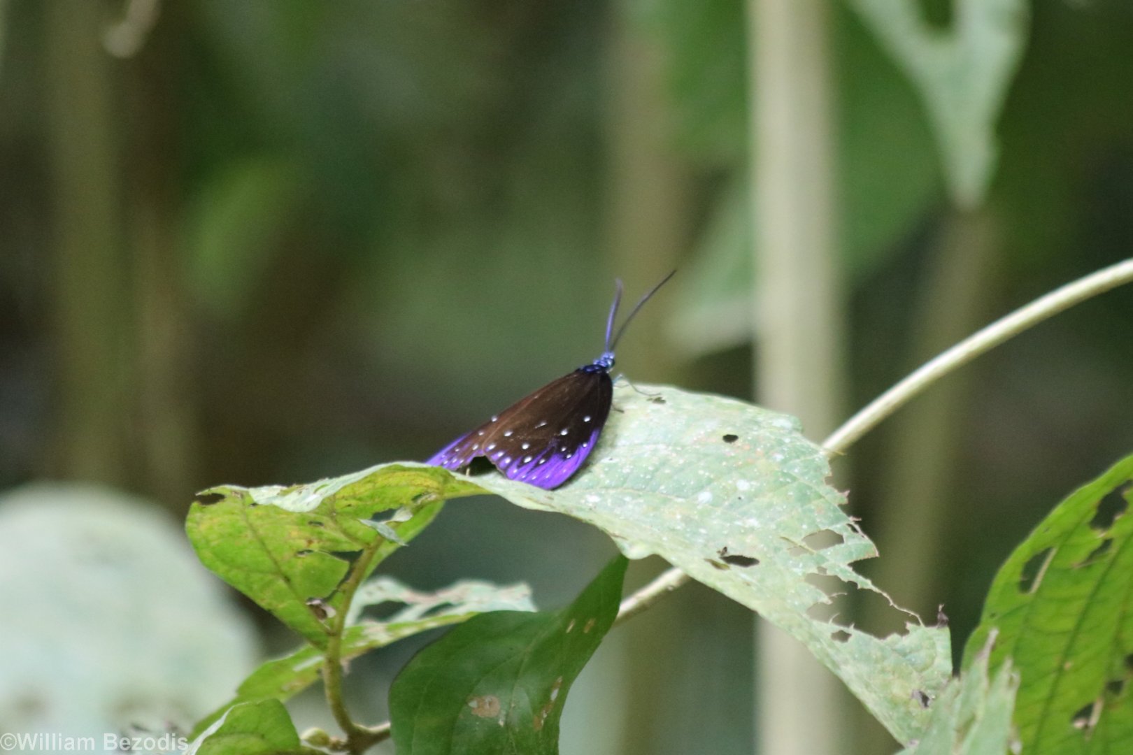 Moth/Butterfly - Kaeng Krachan National Park