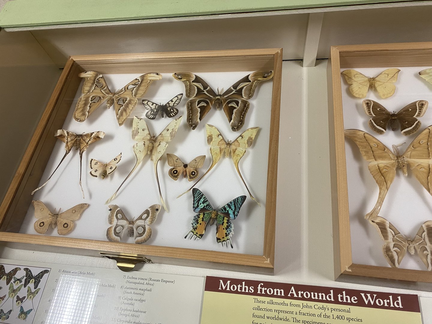 Moth Display