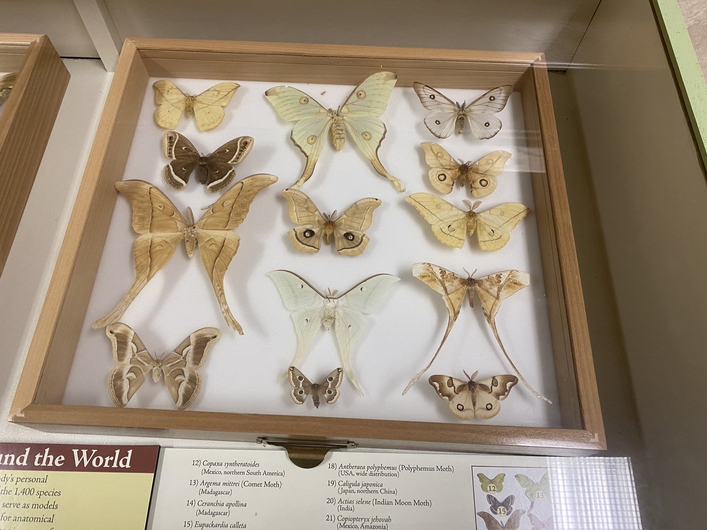 Moth Display
