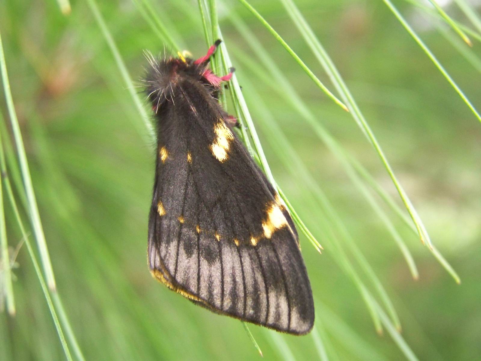 Moth ID