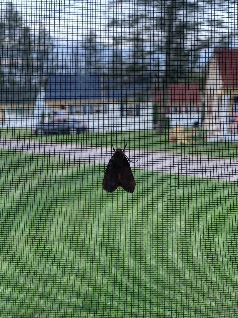 Moth ID?
