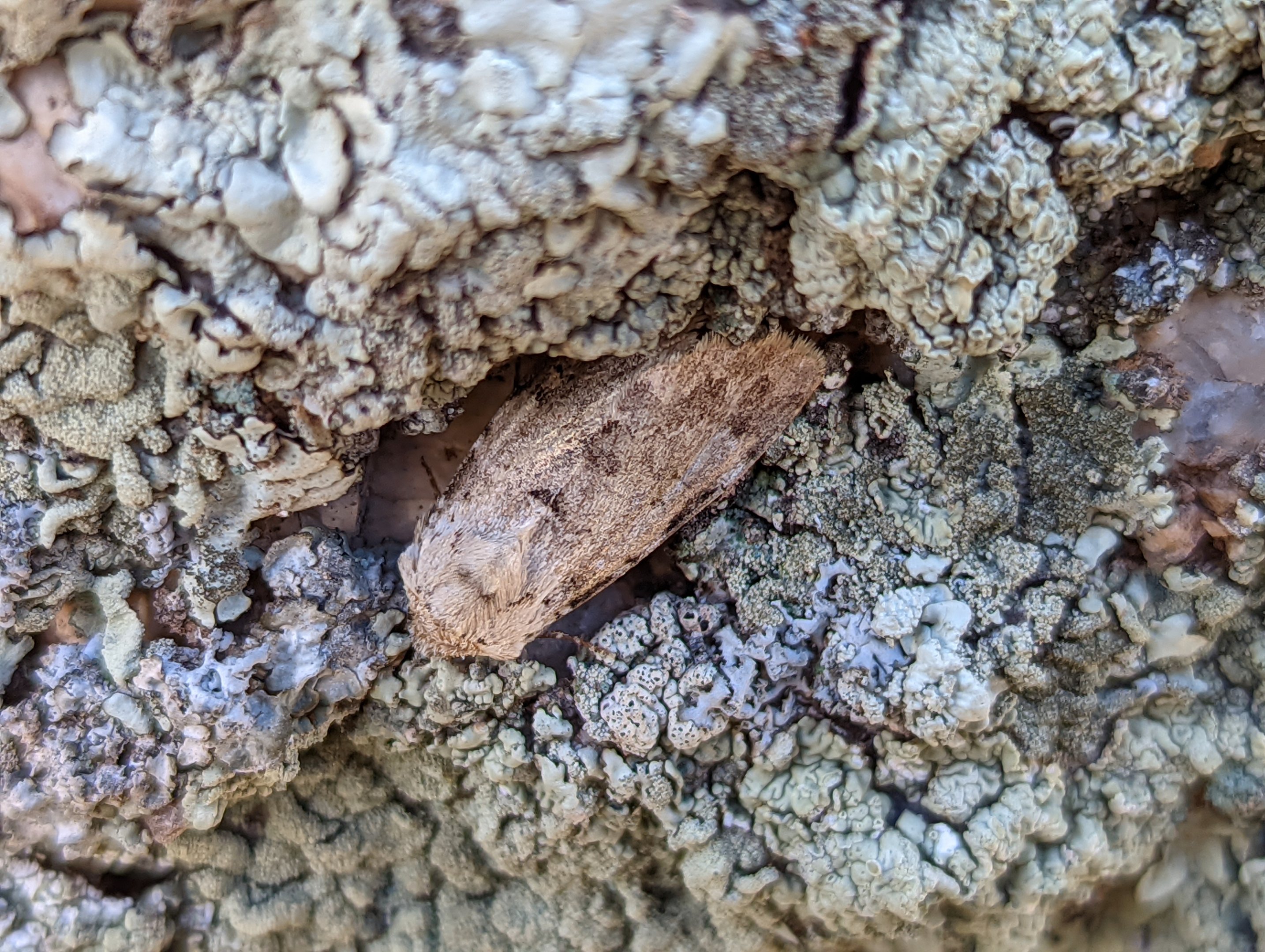 Moth Identification?